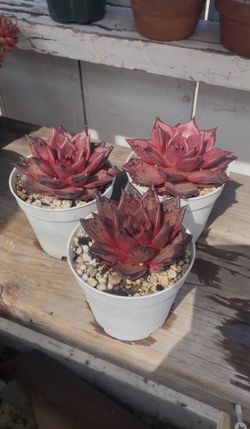 Korean Succulent 