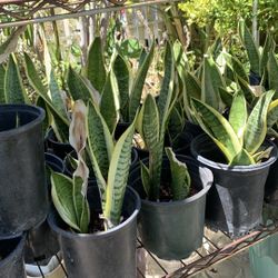 Snack Plant 7$