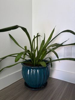 Spider Plant w Pot