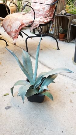 Plants $10