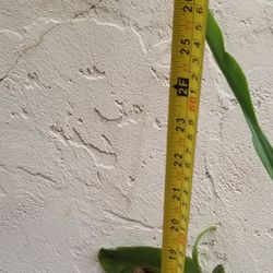 Queen of the Night Cacti,  Live 