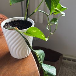 Philodendron Plant
