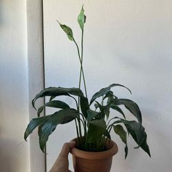 Peace Lily 