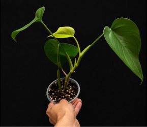 Monstera Deliciosa Top Cutting – Fully Rooted & Actively Growing