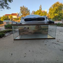 Free Terrarium 