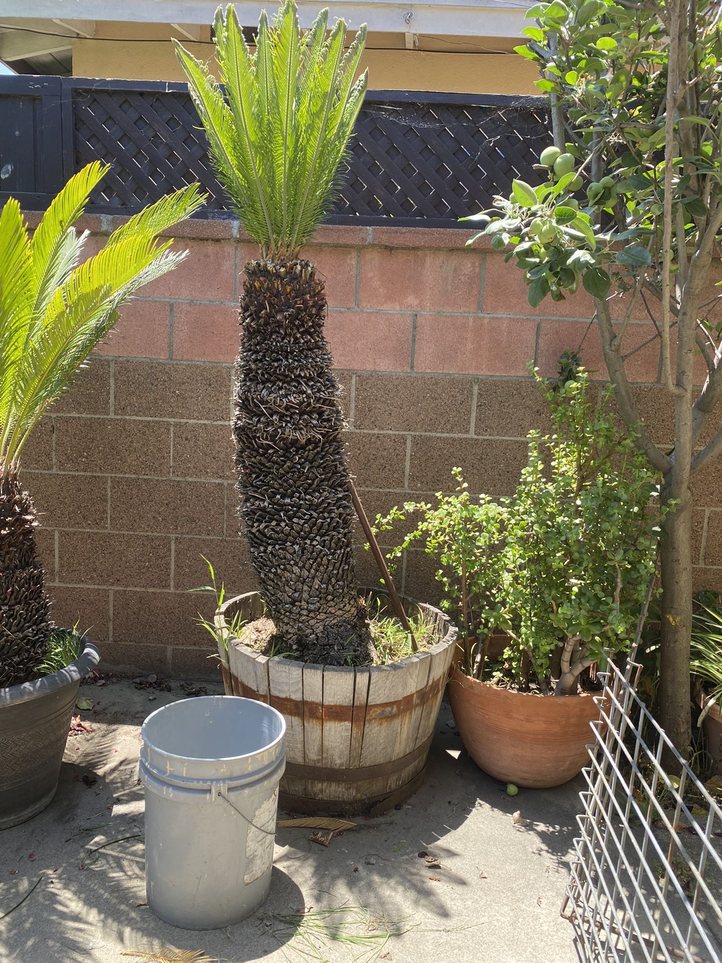 Sago 80” Tall