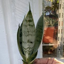 Dracaena hahnii 'Night Owl' (aka Sansevieria) Price In Description