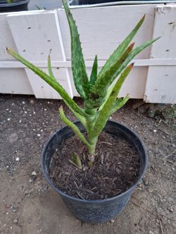 Aloe Vera