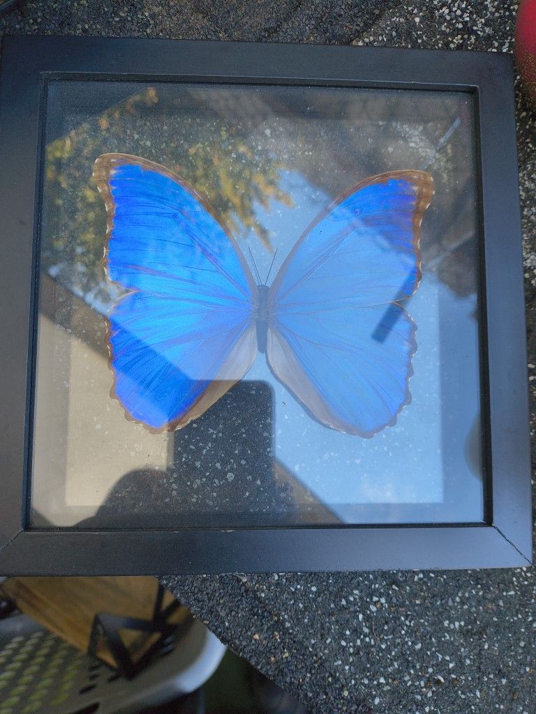 Real Blue Morpho Butterfly