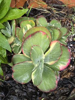 Large Variagated Kalanchoe