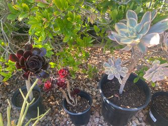 Very BIG plants 🪴