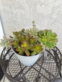 Succulent Mix