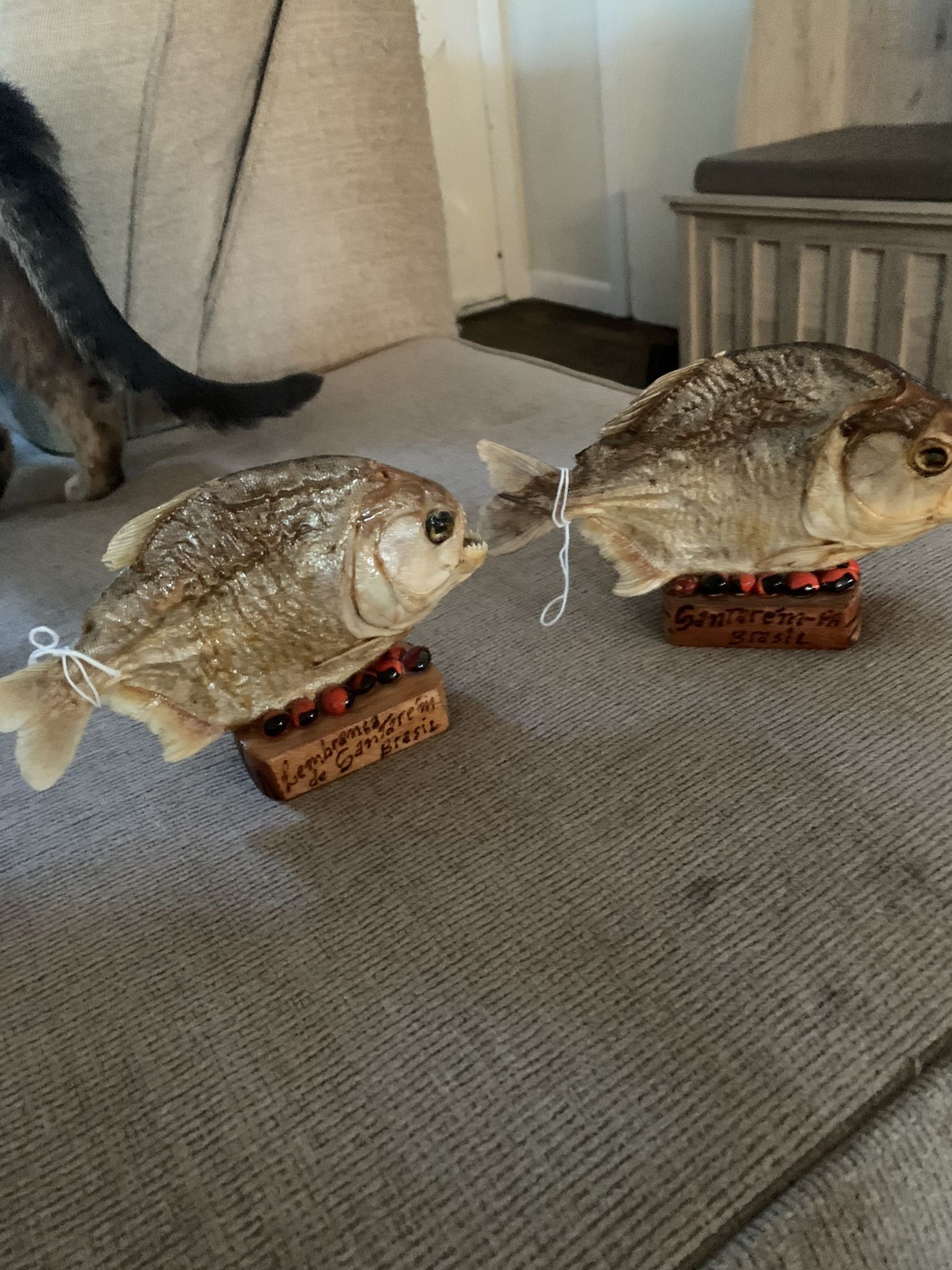 Taxidermy Piranha Fish!! $50 Each!!