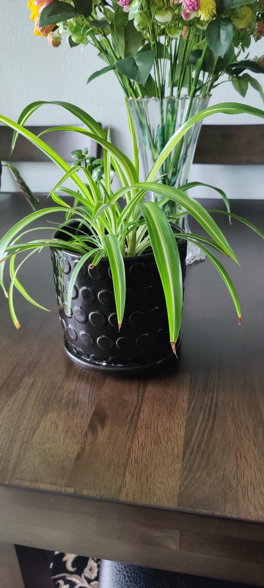Beautiful Spider Plants