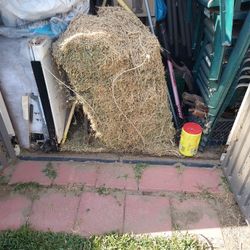 Hay
