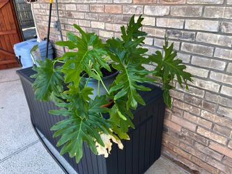 Live Philodendron Selloum Plant