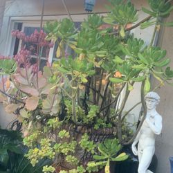 Beautiful Plants 3 Different In 20 Gallon Container.