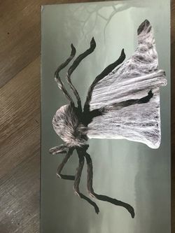 Jumping gray spider