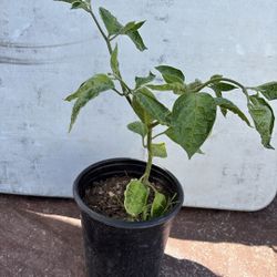 Chile Manzano Amarillo 