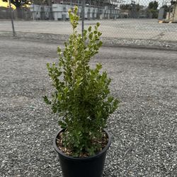 Japanese Boxwood Hedge