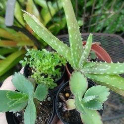 Succulents House Plants