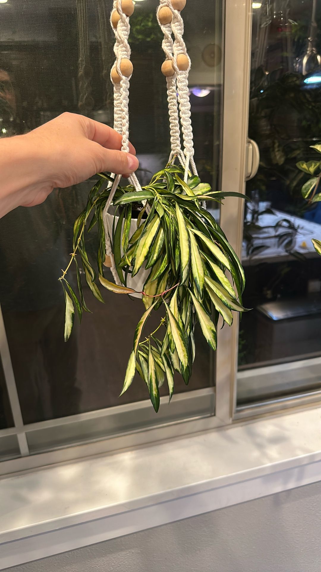 Hoya Plant With Pot And Hanger