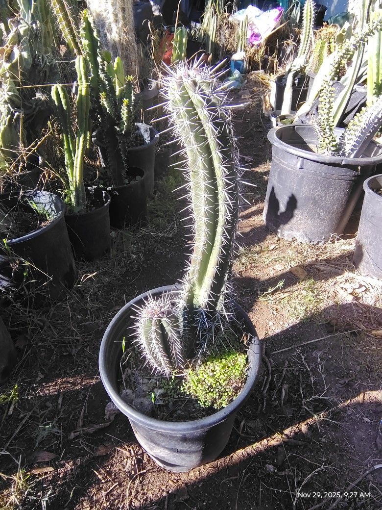 Cactus Plant