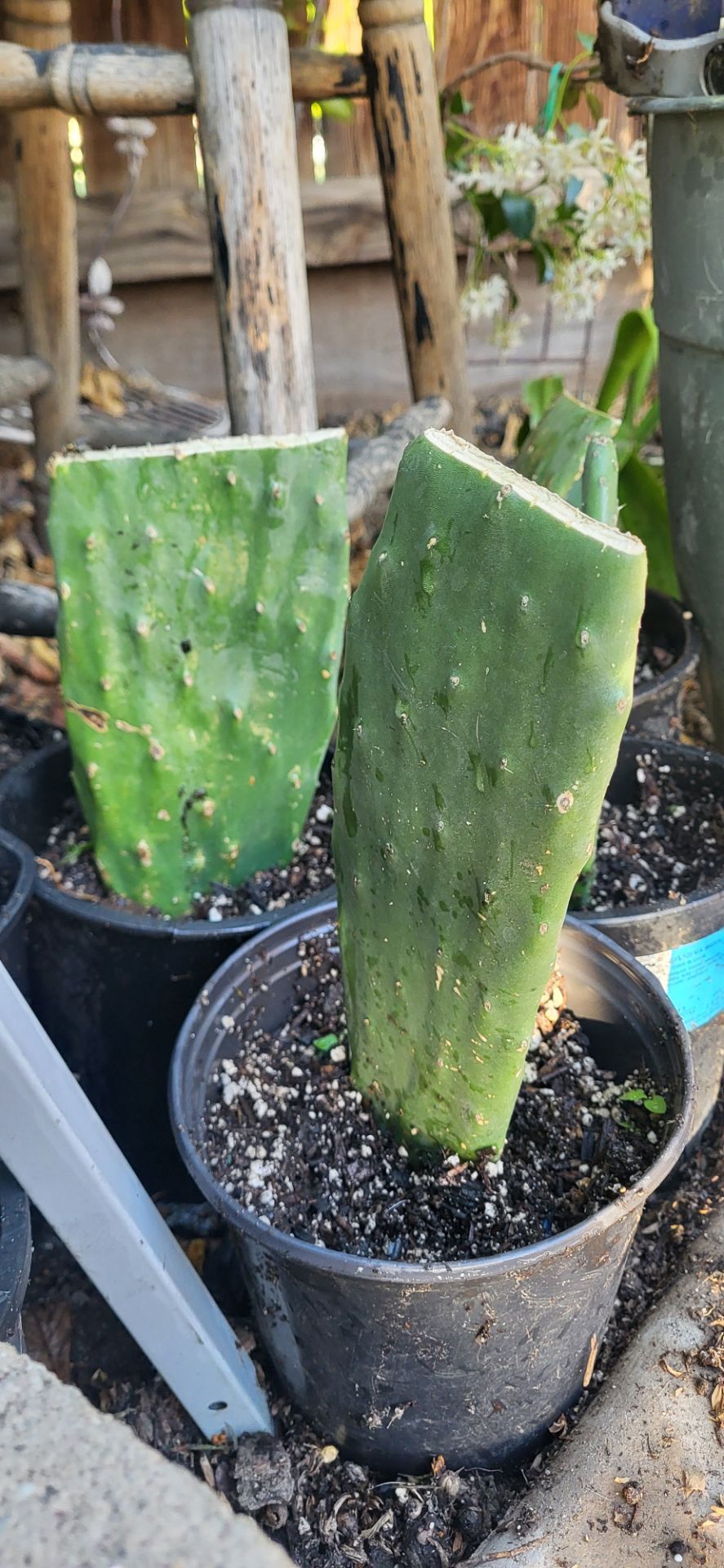 Nopales