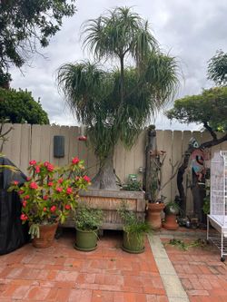 Elephants Foot (Ponytail Palm) - Tree/Plant