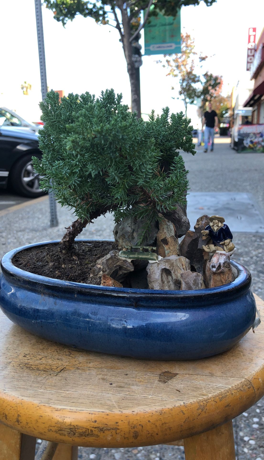 Big Japanese juniper bonsai with blue pot and mountain