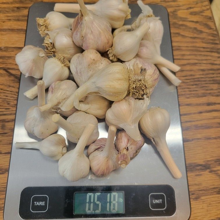Half Pound Mixed Variety Organically Grown Garlic