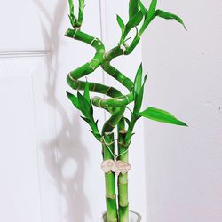 🎋Lucky Bamboo Plants🎋Ceramic Pot - 25” Tall 