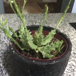 Plant