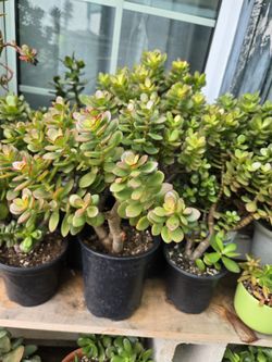 Arbol de jade,,crassula ovata