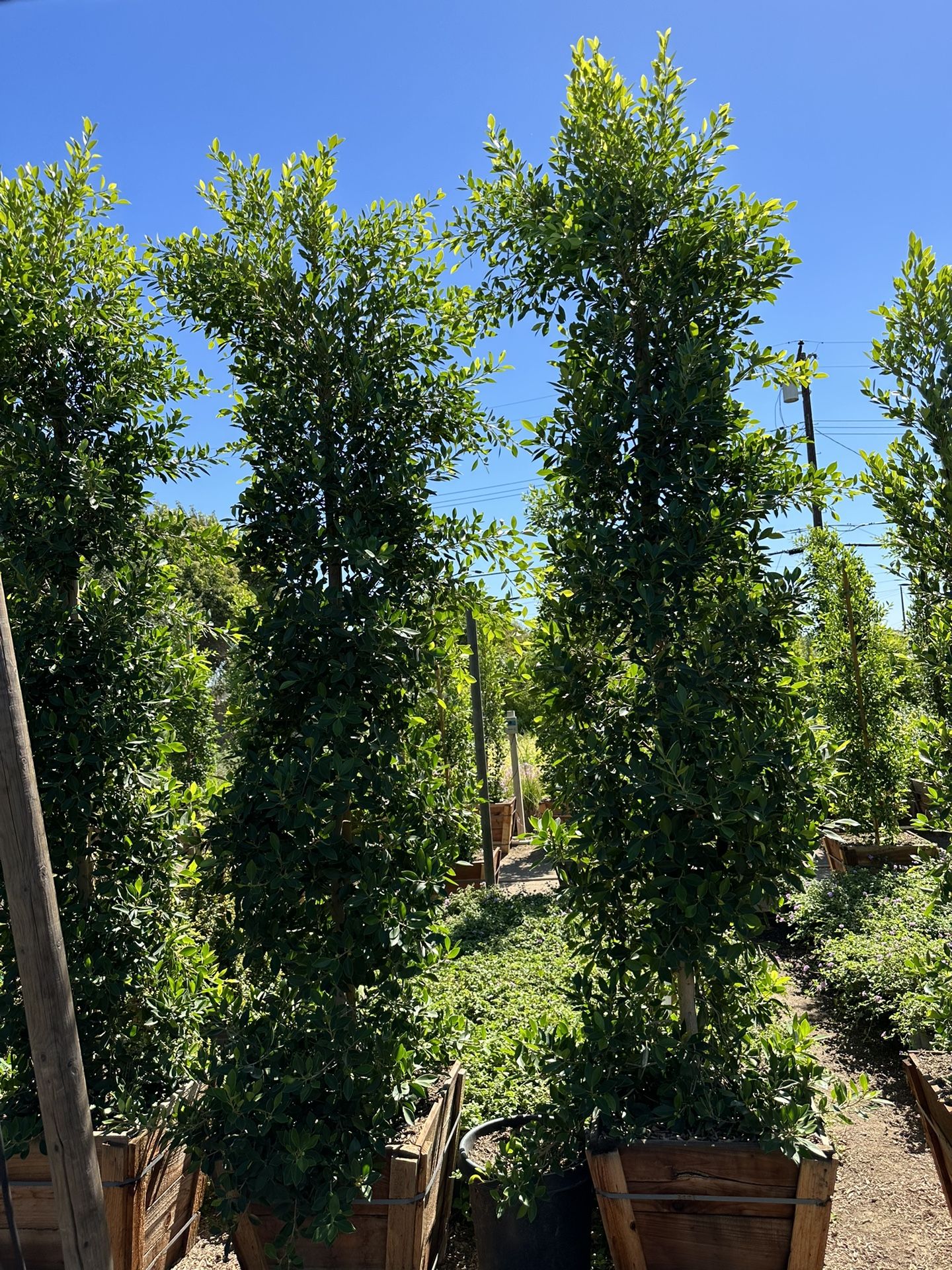 Ficus Nitida Privacy Hedge