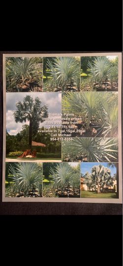 Bizmarck Palm trees