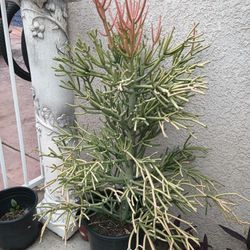 Succulent Fire Stick/ Pencil. $20.00