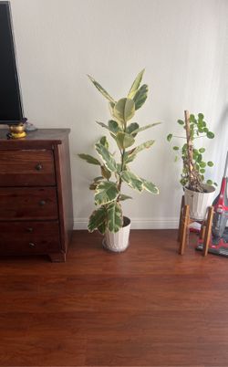 Ficus Elástica Rubber Plants