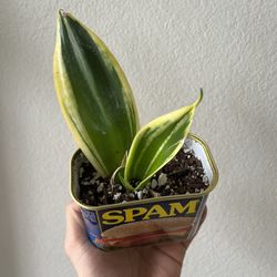 Variegated Snake Plant 