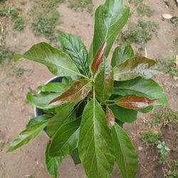 Aguacate 