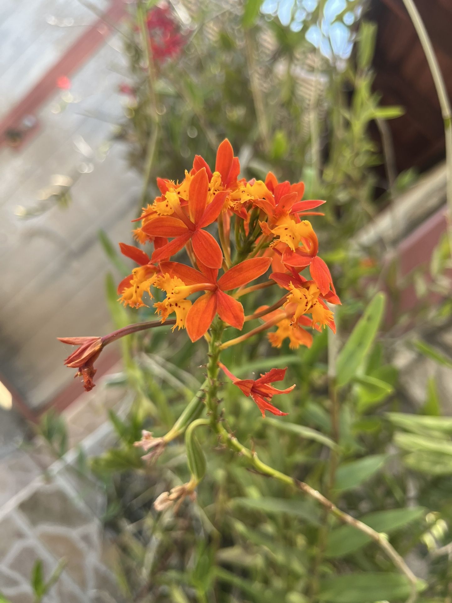 Orchid Plant