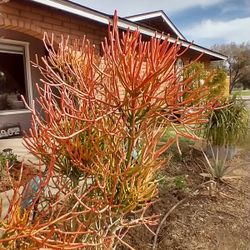 10 fire sticks succulent cuttings for $5