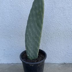 Prickly Pear Cactus 