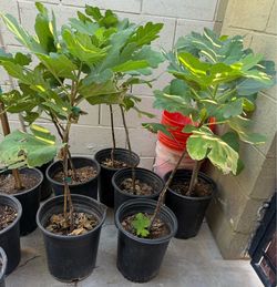 Mission Black Fig Trees 3F $35 Each Price Firm