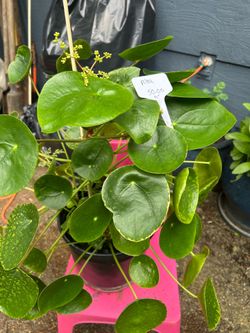 Pilea Chinese money tree