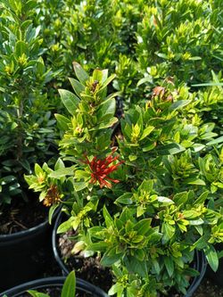 Ixora 3gl Plants 🪴$6