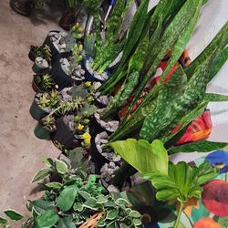 Plants! Indoors Plants.  Outdoor Plants. Cactus.  Succulents.  All For $199