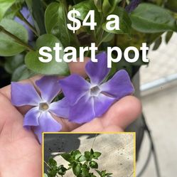 Vince major purple flower vine