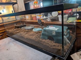 Reptile Tank with 2 Fire Skinks