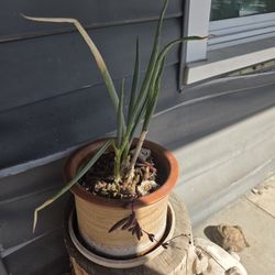 Potted Green Onion With Various Succulents